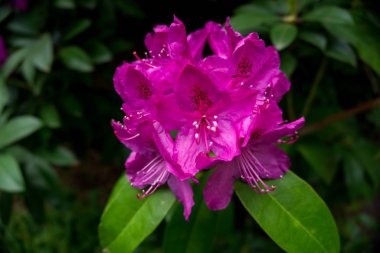 2019 egzotik çiçek pembe bahçe güzel bahar Yeni Zelanda