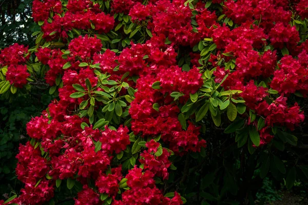 2019 Fiori Esotici Rosso Natura Giardino Bella Primavera Nuovo Zealand — Foto Stock