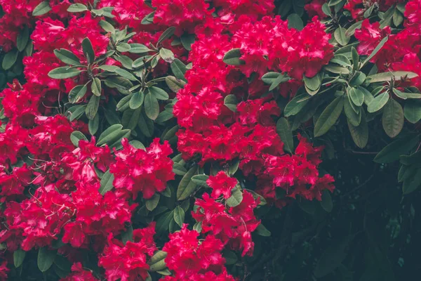 2019 Flores Exóticas Rojo Naturaleza Jardín Hermosa Primavera Nuevo Zealand — Foto de Stock