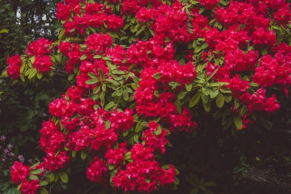 2019 Flores Exóticas Rojo Naturaleza Jardín Hermosa Primavera Nuevo Zealand — Foto de Stock