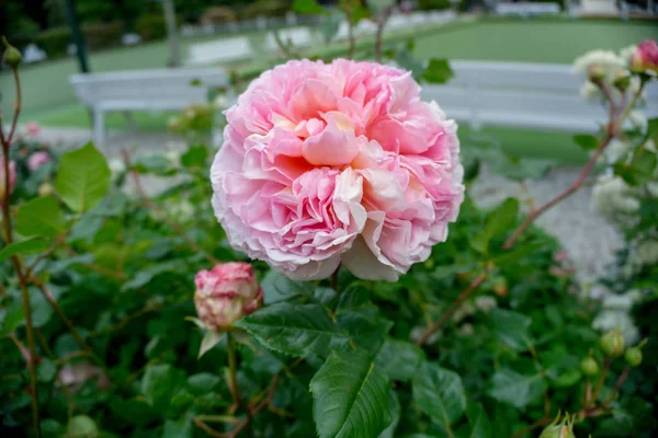2019 Exotische Blumen Rosa Naturgarten Schöner Frühling Neuseeland — Stockfoto