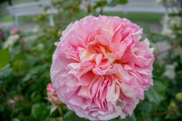 2019 Egzotyczne Kwiaty Różowy Natura Ogród Piękna Wiosna Nowa Zelandia — Zdjęcie stockowe