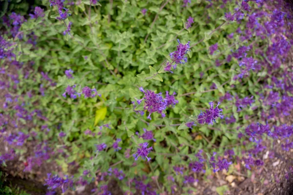 2019 exotic flowers small purple super blur nature garden beautiful spring new zealand