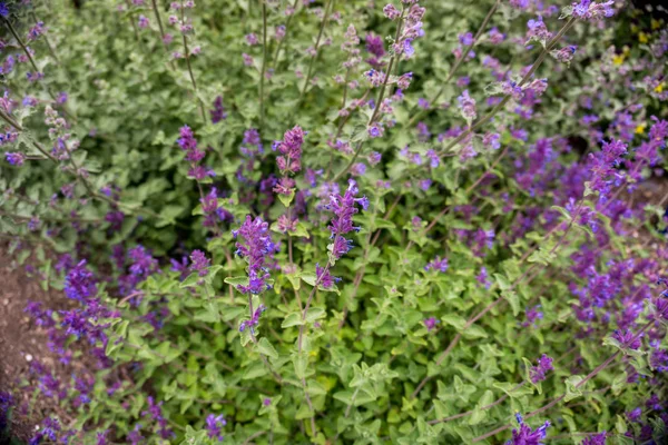 2019年奇异的花朵小紫色超级模糊的自然花园美丽的春天新的热情 — 图库照片