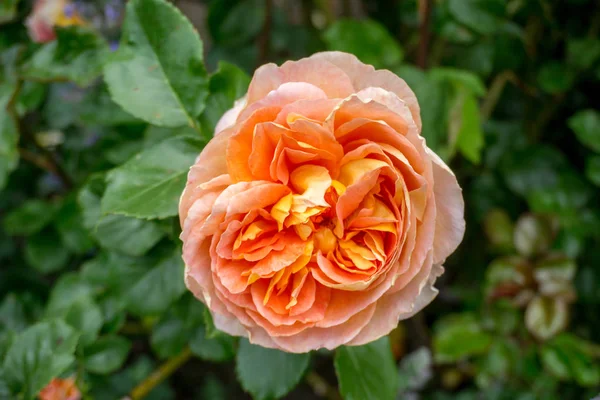 2019 Exotische Blumen Gelb Orange Naturgarten Schönen Frühling Neuseeland — Stockfoto
