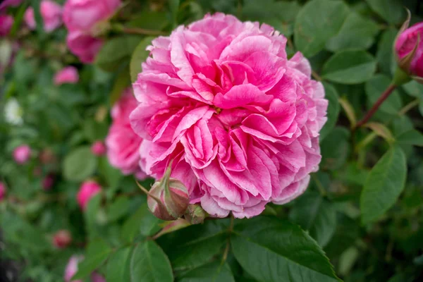 2019 Exotische Blumen Rosa Naturgarten Schönen Frühling Neuseeland — Stockfoto