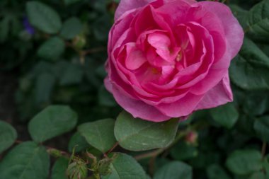 2019 egzotik çiçek pembe doğa bahçesi güzel bahar Yeni Zelanda