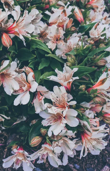 2019 Flores Exóticas Blanco Amarillo Vintage Naturaleza Jardín Hermoso Papel — Foto de Stock