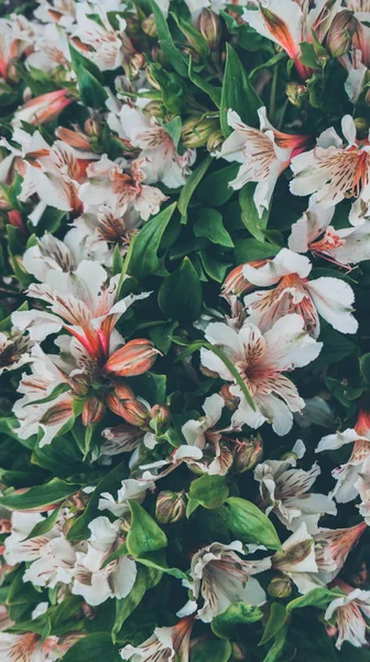 2019 Flores Exóticas Blanco Amarillo Vintage Naturaleza Jardín Hermoso Papel — Foto de Stock