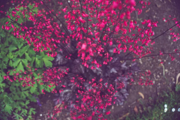 2019 Flores Exóticas Pequeno Vermelho Super Borrão Natureza Jardim Bela — Fotografia de Stock