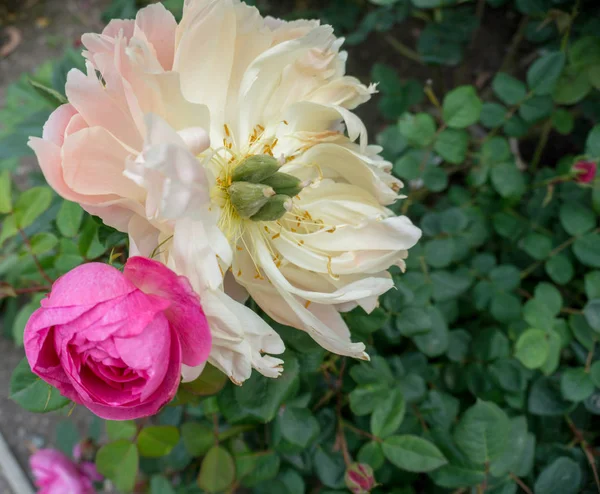 2019 Exotische Blumen Gelb Naturgarten Schöner Frühling Neuseeland — Stockfoto