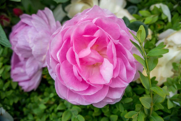 2019エキゾチックな花ピンクの自然庭園美しい春のニュージーランド — ストック写真