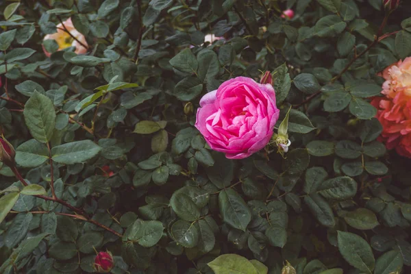 2019 Flores Exóticas Rosa Naturaleza Jardín Hermosa Primavera Nuevo Zealand — Foto de Stock