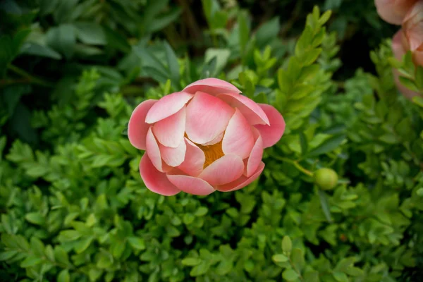 2019エキゾチックな花ピンクの自然庭園美しい春のニュージーランド — ストック写真