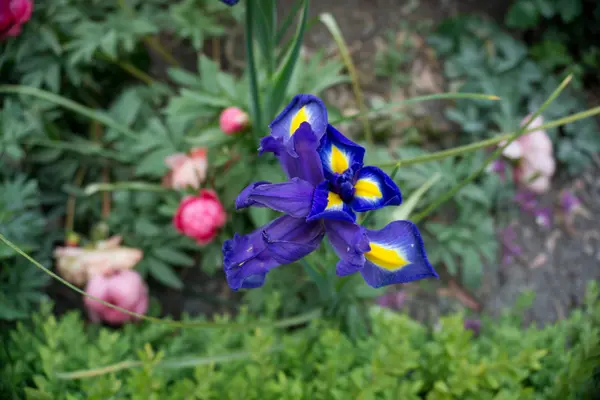 2019 Flores Exóticas Pequeno Jardim Azul Natureza Beatiful Primavera Nova — Fotografia de Stock