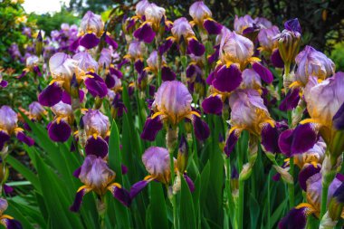 2019 egzotik çiçek mor sarı beyaz bahçe güzel bahar Yeni Zelanda