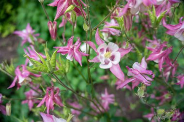 2019 egzotik çiçek pembe doğa bahçesi güzel bahar Yeni Zelanda