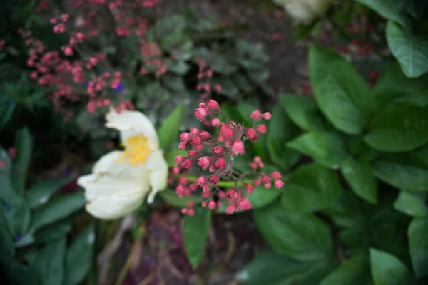 2019 Exotiska Blommor Liten Röd Super Suddig Natur Trädgård Vacker — Stockfoto