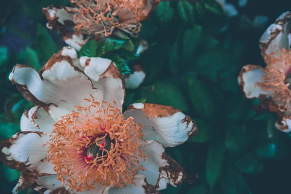 2019 Flores Exóticas Blanco Amarillo Vintage Naturaleza Jardín Hermoso Papel — Foto de Stock