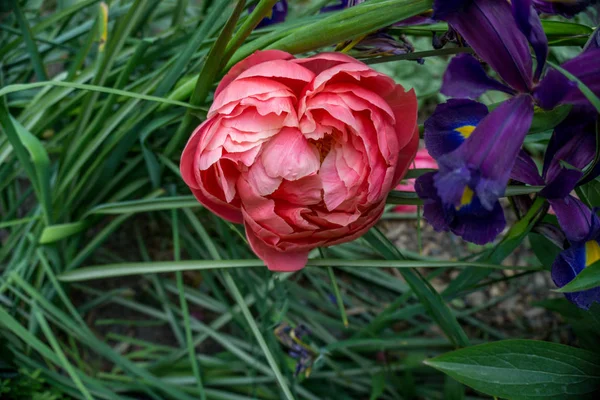 2019 Egzotyczne Kwiaty Różowy Natura Ogród Piękny Wiosna Nowa Zelandia — Zdjęcie stockowe