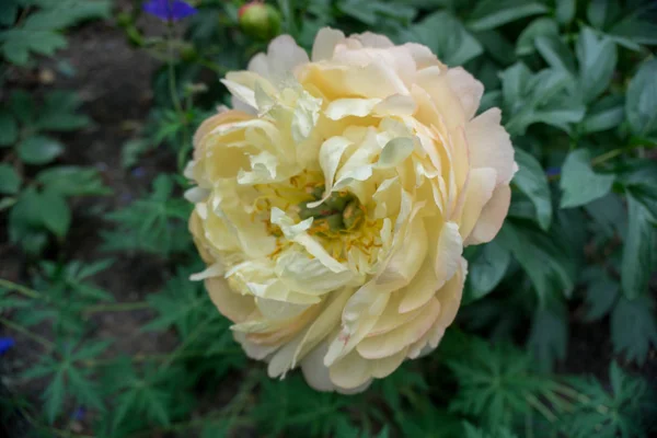 2019 Exotické Květiny Růžová Bílá Žlutá Příroda Zahrada Krásné Jaro — Stock fotografie