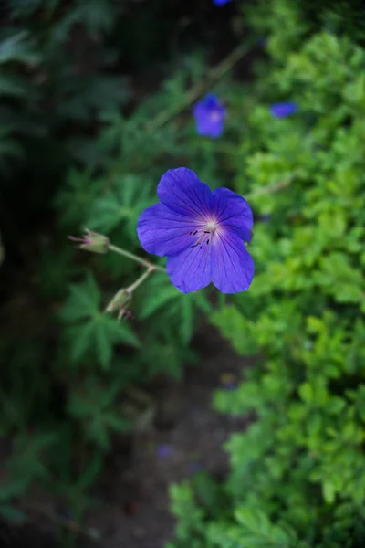 2019 Flores Exóticas Pequeno Jardim Azul Natureza Beatiful Primavera Nova — Fotografia de Stock