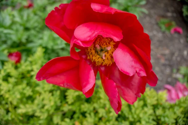 2019 Fleurs Exotiques Rouge Nature Jardin Beau Printemps Nouvelle Zélande — Photo
