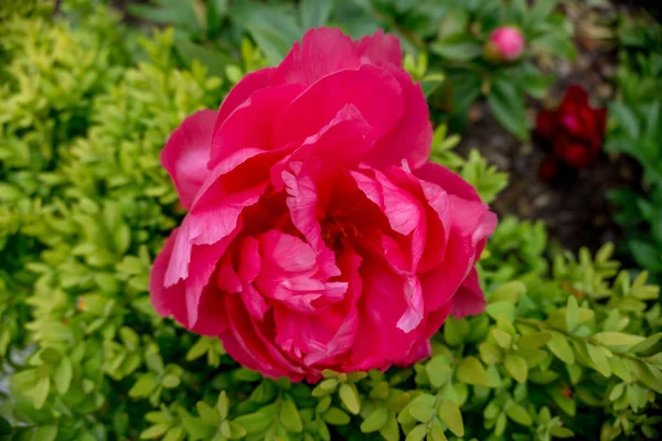 2019 Exotische Bloemen Rood Natuur Tuin Mooi Voorjaar Nieuw Zeeland — Stockfoto