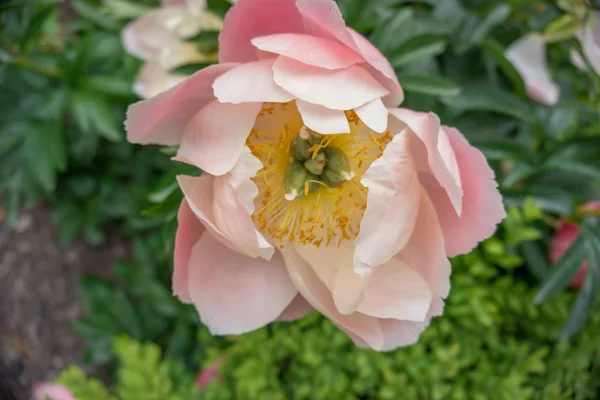 2019 Egzotyczne Kwiaty Różowy Biały Żółty Natura Ogród Piękna Wiosna — Zdjęcie stockowe