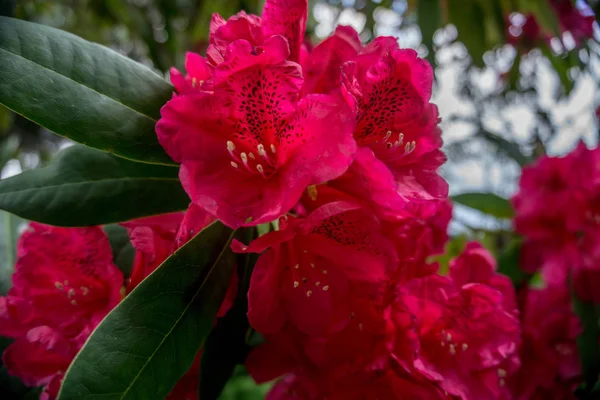 2019年奇异的红色自然花园美丽的春天新的热情 — 图库照片