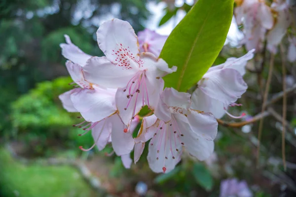 2019年奇异的花粉红的自然花园美丽的春天新的热情 — 图库照片