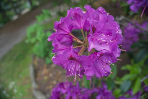 2019 Exotic Flowers Purple Nature Garden Beatiful Spring New Zealand — Stock Photo, Image