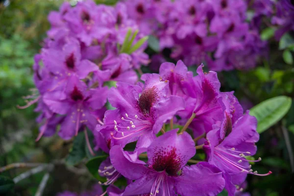 2019 Flores Exóticas Roxo Natureza Jardim Beatiful Primavera Nova Zelândia — Fotografia de Stock