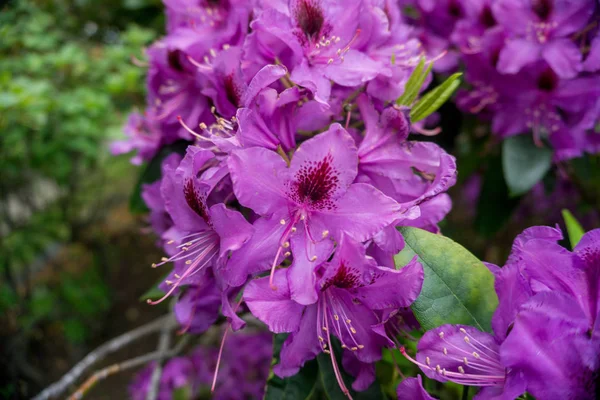 2019 exotic flowers purple nature garden beatiful spring new zealand