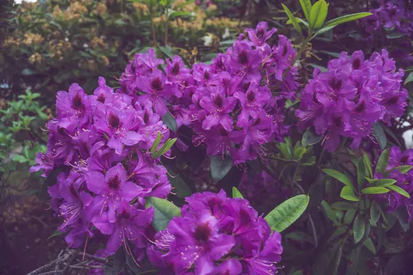 2019 Exotic Flowers Purple Nature Garden Beatiful Spring New Zealand — Stock Photo, Image