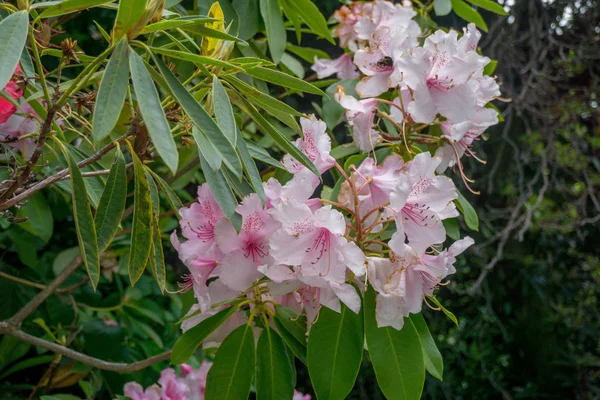 2019年奇异的花粉红的自然花园美丽的春天新的热情 — 图库照片