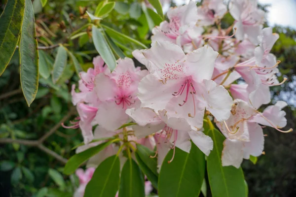 2019年奇异的花粉红的自然花园美丽的春天新的热情 — 图库照片