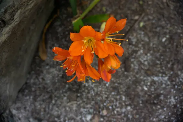 2019 Exotické Květiny Oranžová Příroda Zahrada Krásné Jaro Nový Zéland — Stock fotografie