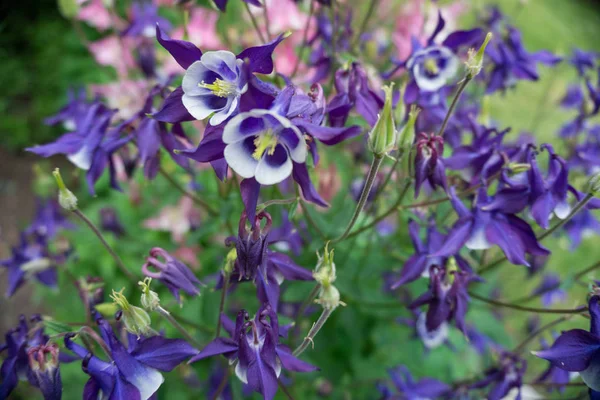 2019 Exotische Blumen Kleiner Blauer Naturgarten Schöner Frühling Neuseeland — Stockfoto