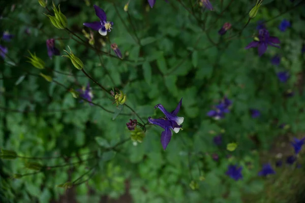 2019 Egzotikus Virágok Kicsi Kék Természet Kert Beatiful Tavasz Zéland — Stock Fotó