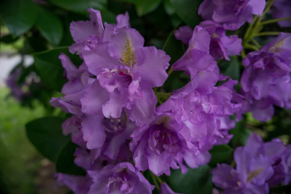2019年奇异的花紫色的自然花园充满春天的新的热情 — 图库照片