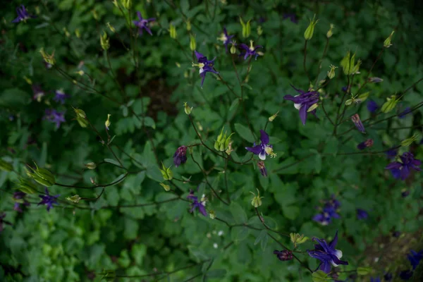 2019 Exotiska Blommor Liten Blå Och Gul Natur Trädgård Vacker — Stockfoto