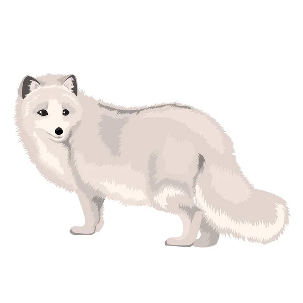 Vector Illustration Arctic Fox — Stock Vector