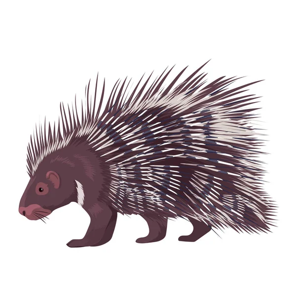 Векторна ілюстрація Porcupine Ізольовані — стоковий вектор