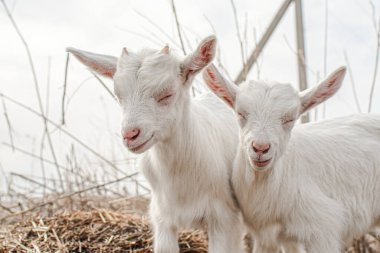 Çiftlikteki küçük beyaz keçi