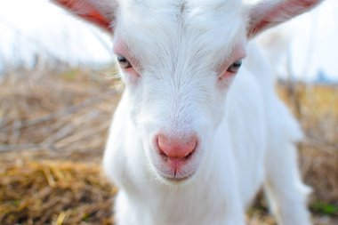 Çiftlikteki küçük beyaz keçi