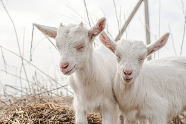 Little White Goat Farm — Stock Photo, Image