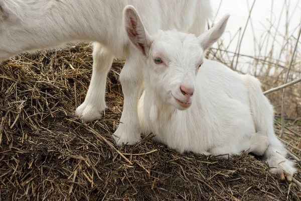 Little White Goat Farm — Stock Photo, Image