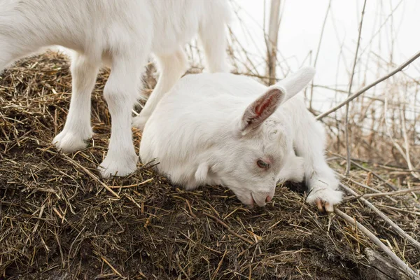 Little White Goat Farm — Stock Photo, Image