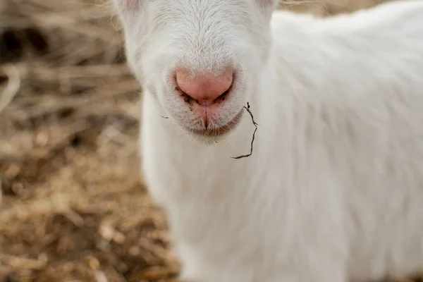 Mała Biała Koza Farmie — Zdjęcie stockowe